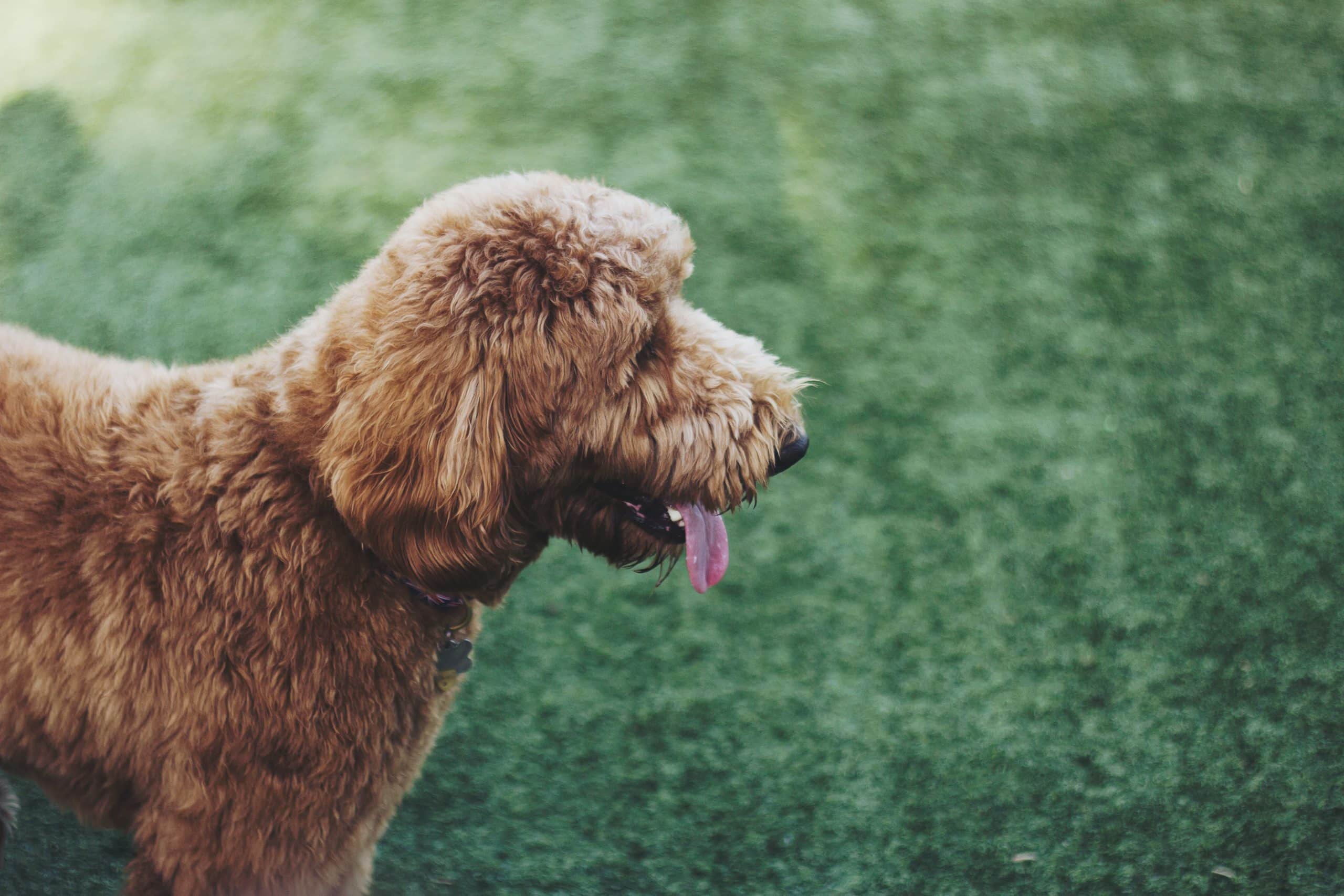 Behind the Scenes: How One Meeting at the Dog Park Led to the Founding of BlueJeans Network
